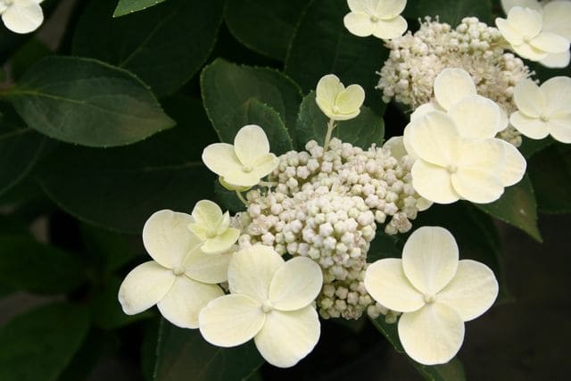 Les Hortensias du Haut Bois Hydrangea paniculata Dharuma hortensia panicule