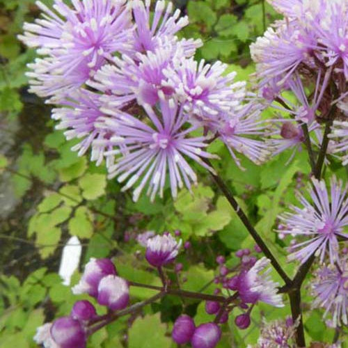 Bakker Perfume Star pigamon vivace pot 9cm violet