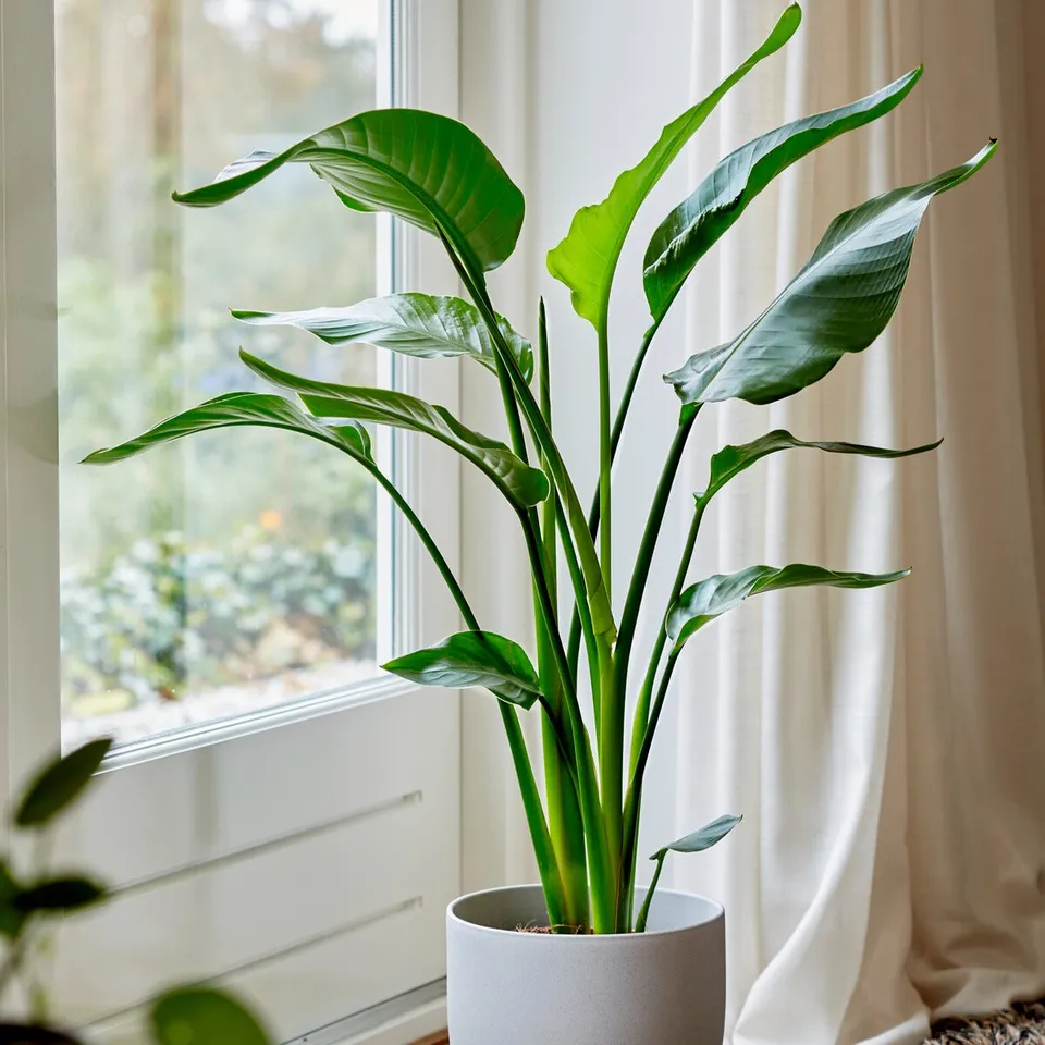 Bakker Strelitzia nicolai plante verte pot Ø19cm 75-100cm