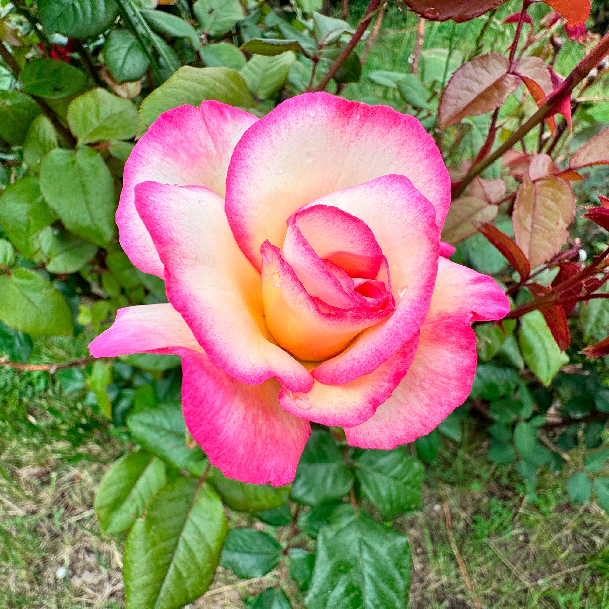 Bakker Haendel rosier grimpant bicolore racine nue 3 branches