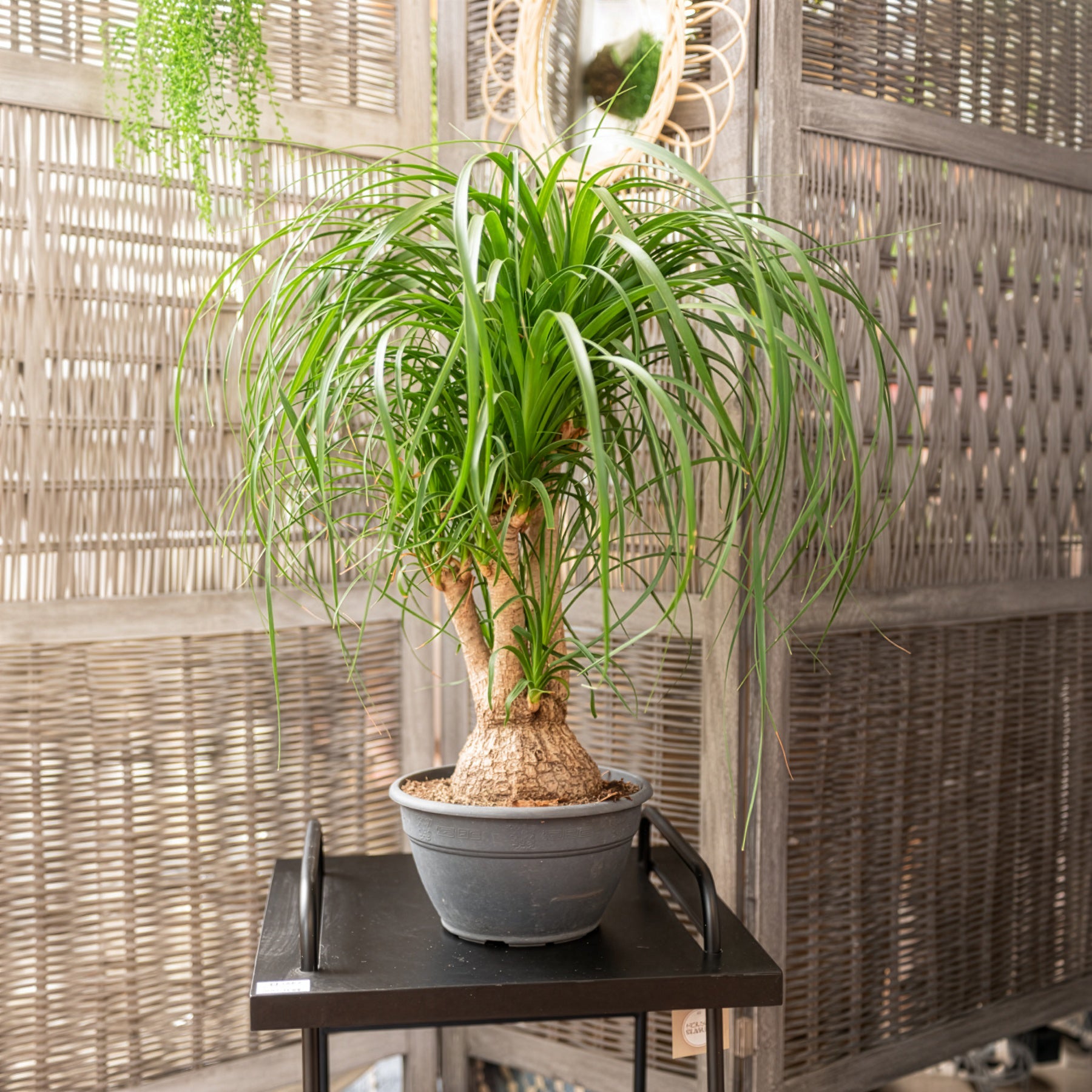 Bakker Beaucarnea recurvata pied d'éléphant plante pot 21cm