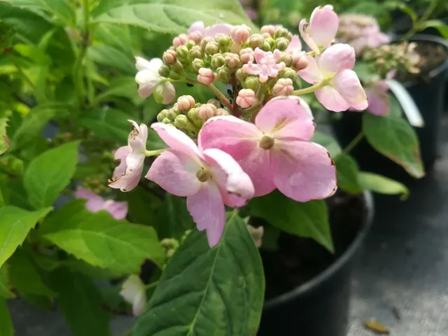 Les Hortensias du Haut Bois Chinensis hortensia serrata godet