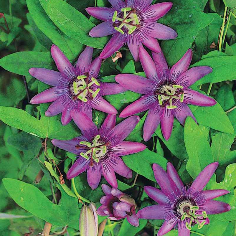 Bakker Lavender Lady passiflore grimpante pot 2L violette