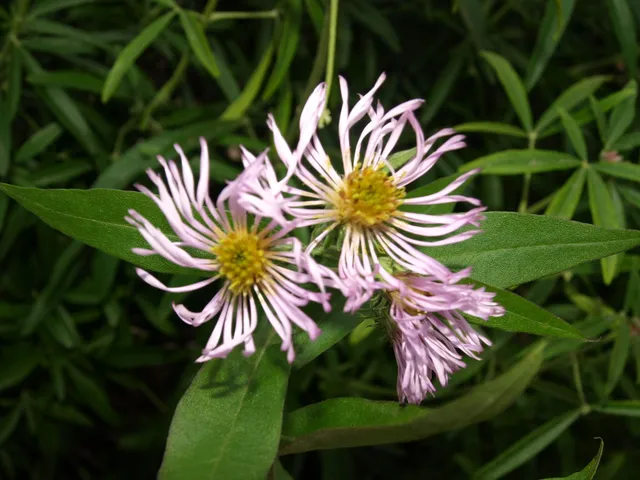 Passion Vivaces Aster carolinianus vivace godet rose hiver