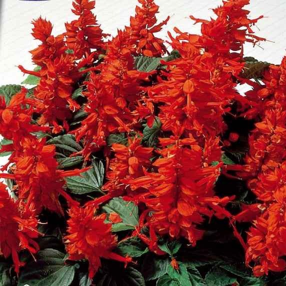 Bakker Sauge Feu de St Jean graines 0,3g rouge