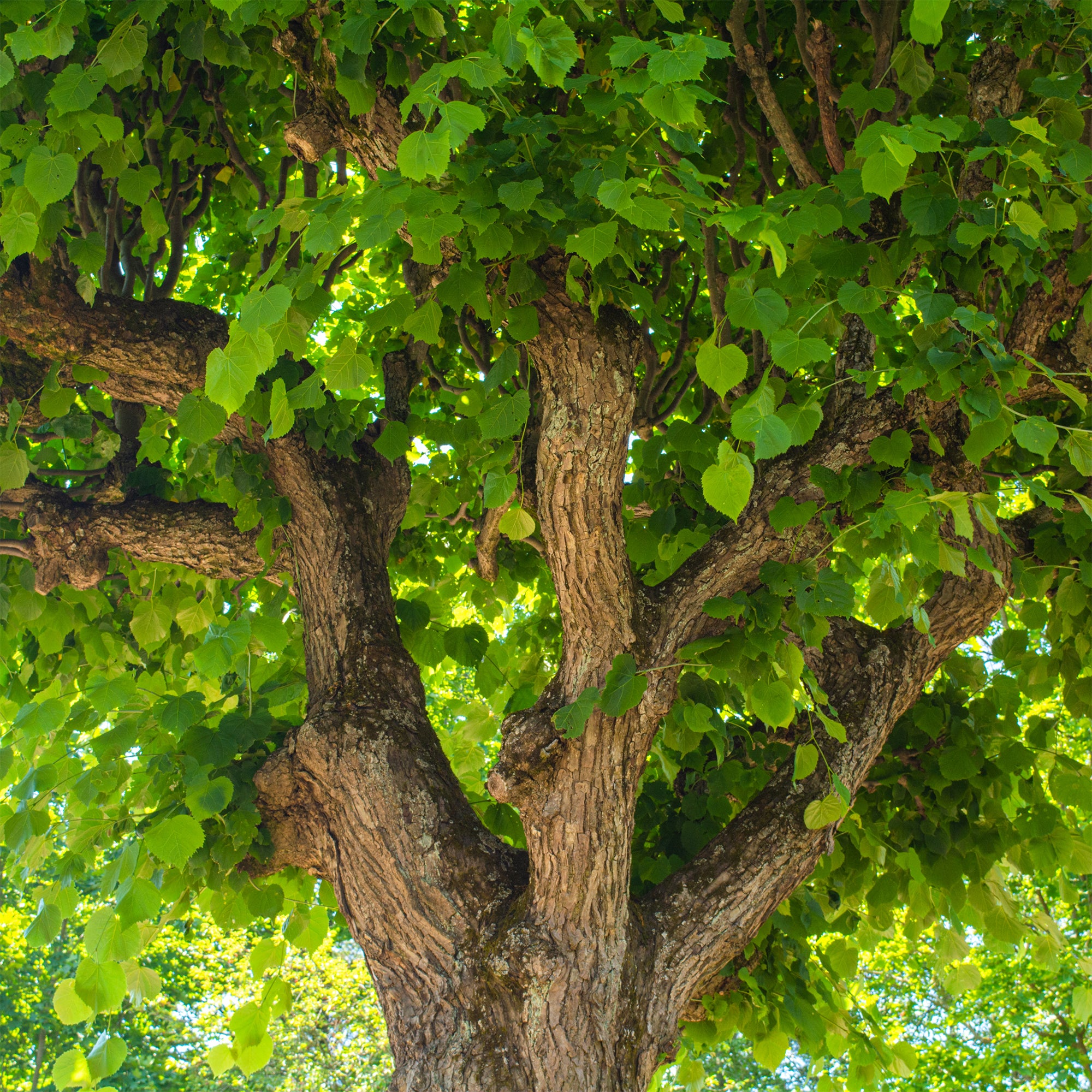 Bakker Tilleul à grandes feuilles arbre pot 2L 80-100cm