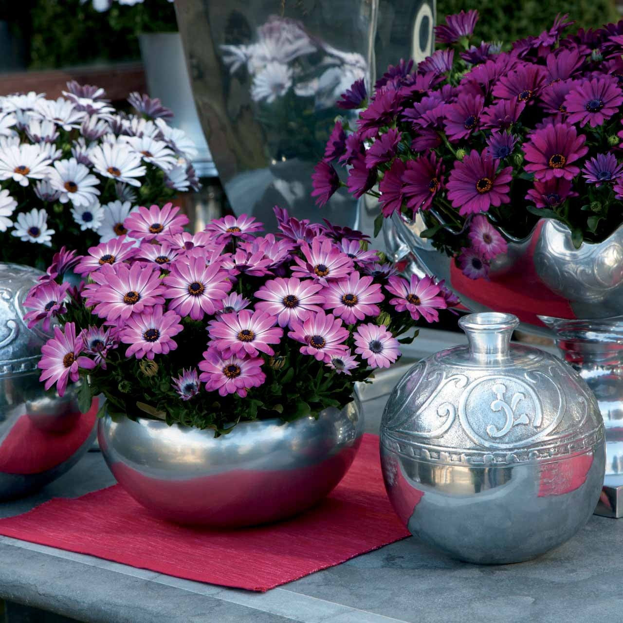 Bakker Plantes de terrasses Marguerite du Cap Pink Flave 3 pots