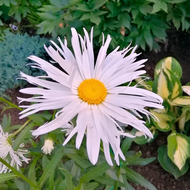 Bakker Leucanthème Sweet Daisy Rebecca marguerite pot 11cm