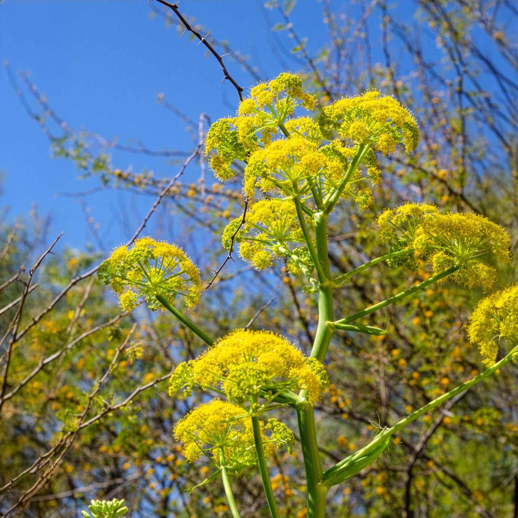 Bakker Férule commune plante d'extérieur pot 8cm jaune
