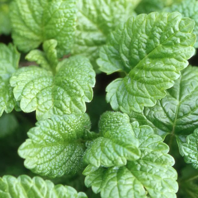 Bakker Plantes vivaces Mélisse officinale aromatique pot 8cm