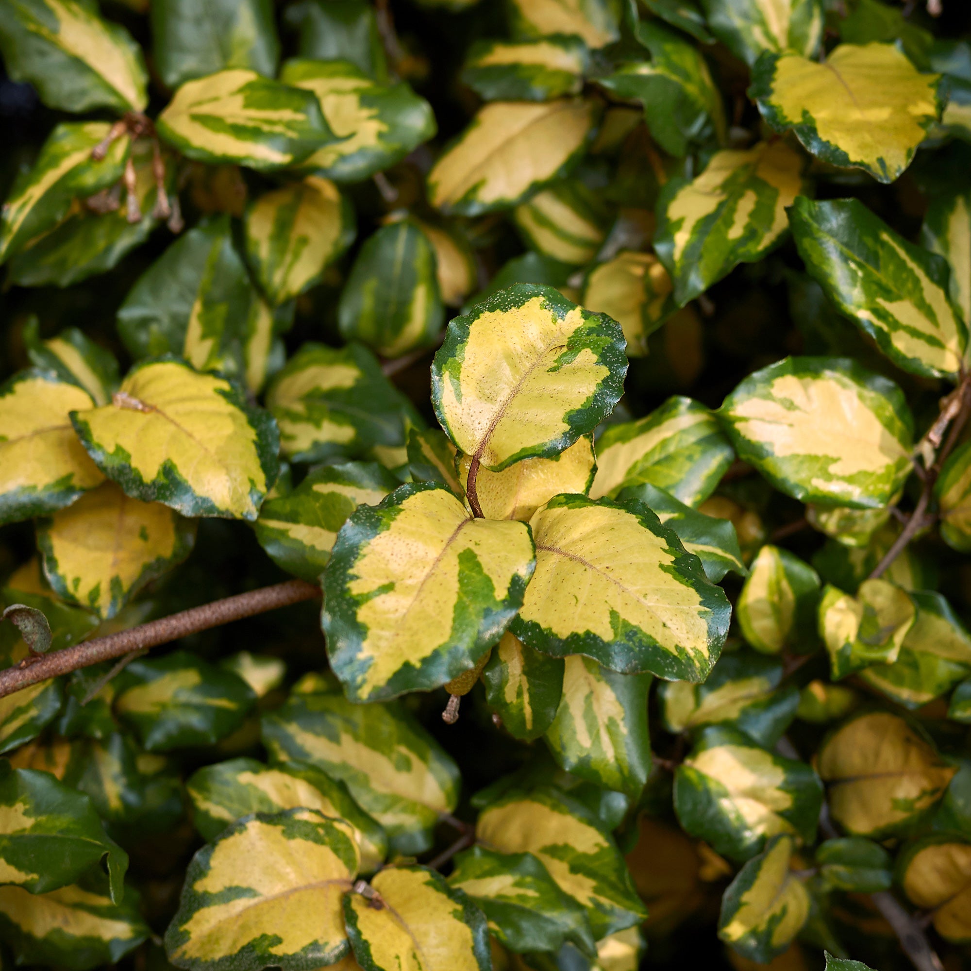 Bakker Eleagnus Pungens Maculata arbuste pot 1.5L doré persistant