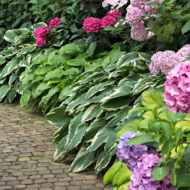 Bakker Hostas Colourful Shadow vivace lot 3 racines