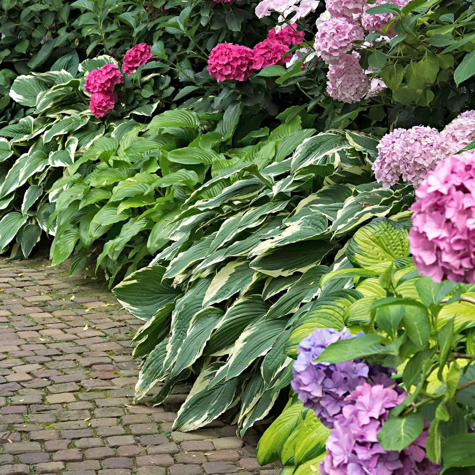 Bakker Hostas Colourful Shadow vivace lot 3 racines