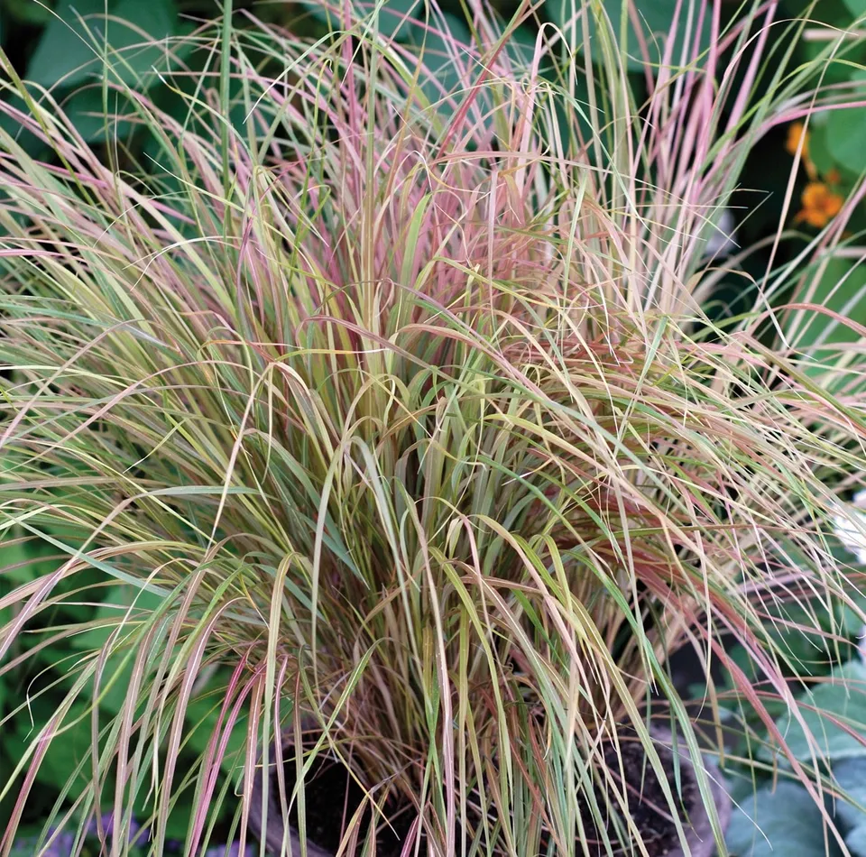 Ripoche Stipa Sirocco graminée cuivrée en godet