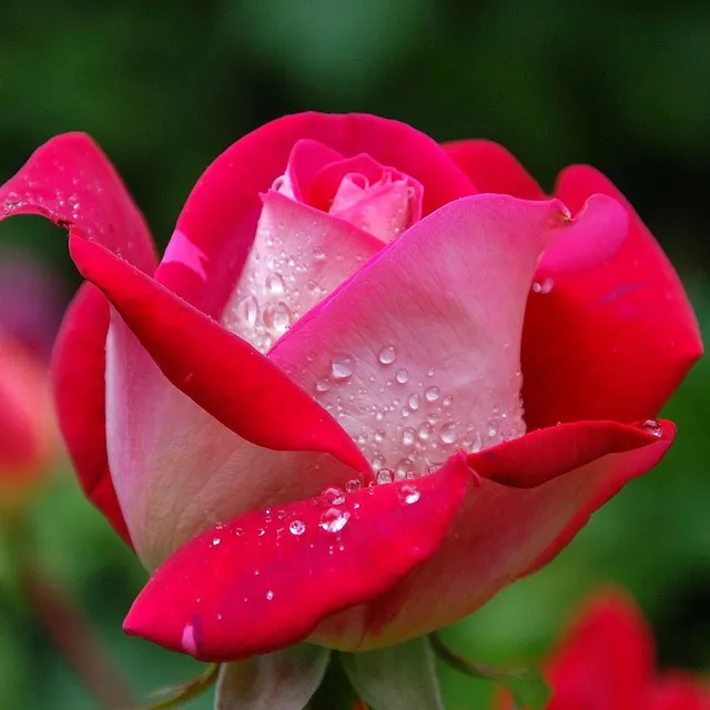 Bakker Rosiers Osiria rosier buisson motte 3+ branches rouge parfumé
