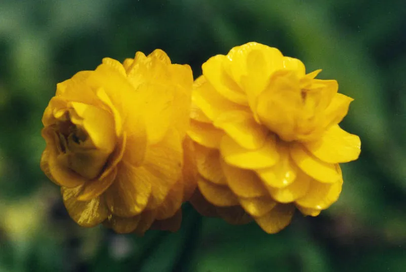 Ranunculus ficaria Plena renoncule godet fleur double jaune