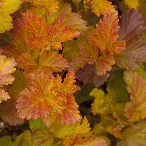 Bakker Amber Jubilé physocarpe pot 8cm orange
