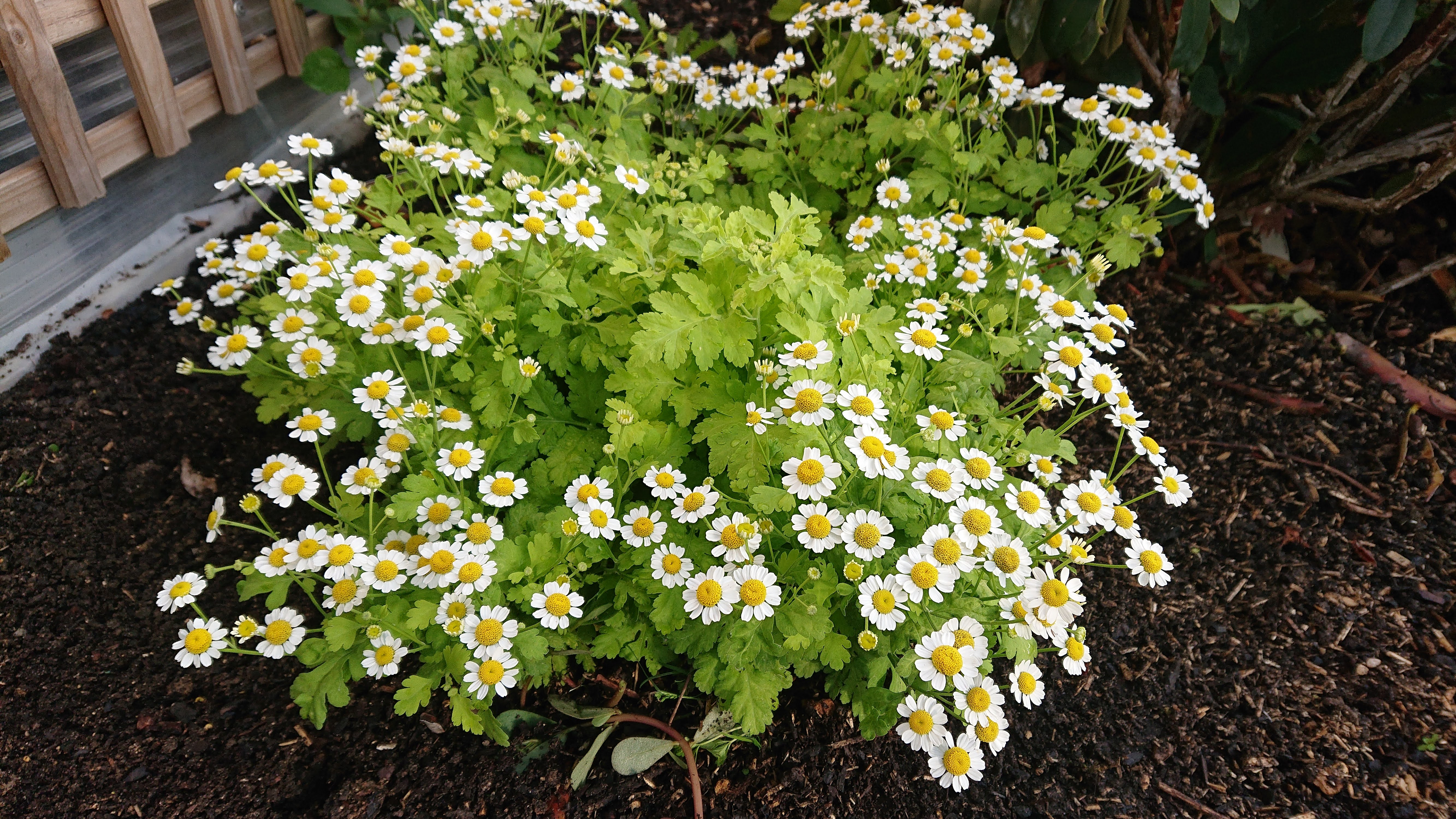 Passion Vivaces Tanacetum parthenium Aureum plante vivace godet doré
