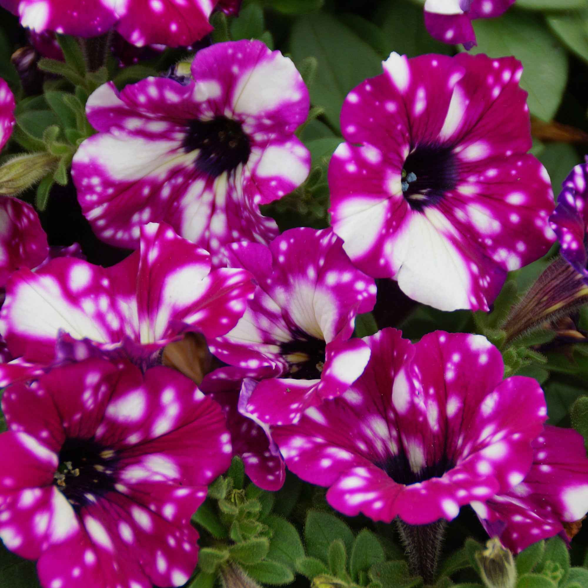 Bakker Pétunia Royal Sky plante retombante 3 pots rose étoilé