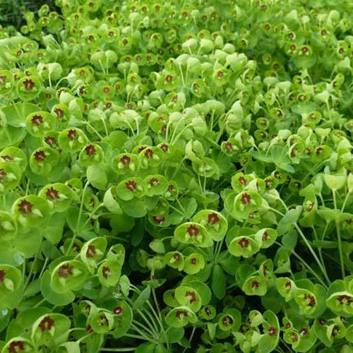 Bakker Plantes vivaces Euphorbe Kolibri vivace pot 9cm verte
