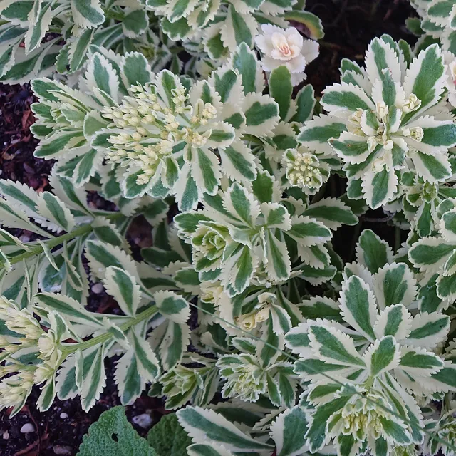 Passion Vivaces Sedum takesimense Atlantis plante pot 1 litre panaché