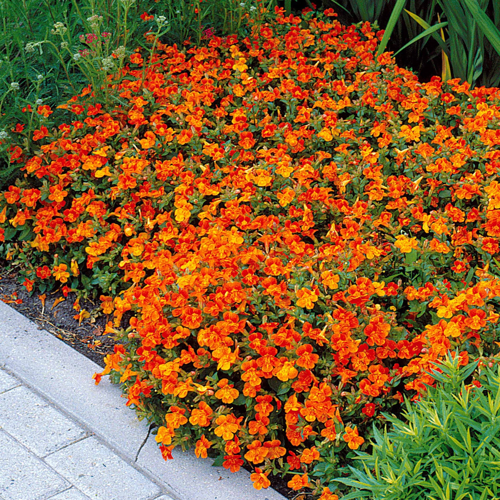Bakker Mimulus Orange Glow vivace 5 pots Ø 9cm orange