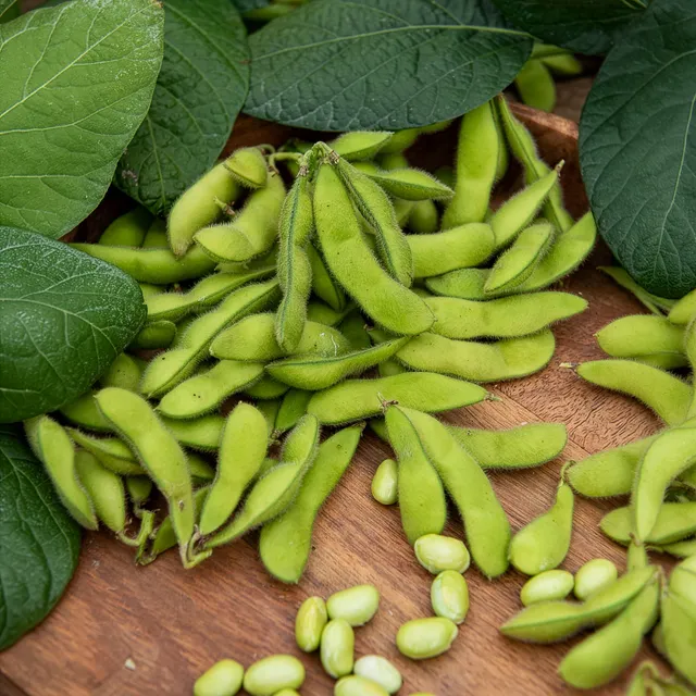 Bakker Potager Soja Fiskeby V edamame graines sachet 15g