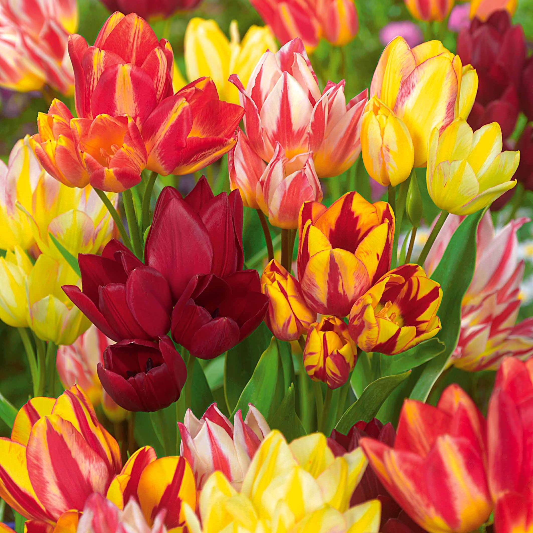 Bakker Tulipes multiflores bulbes mélange sachet 10