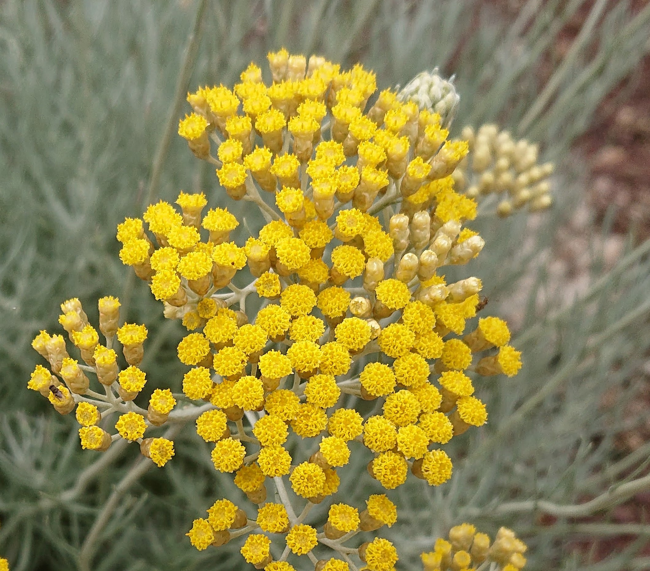 Passion Vivaces Helichrysum italicum plante godet curry argenté