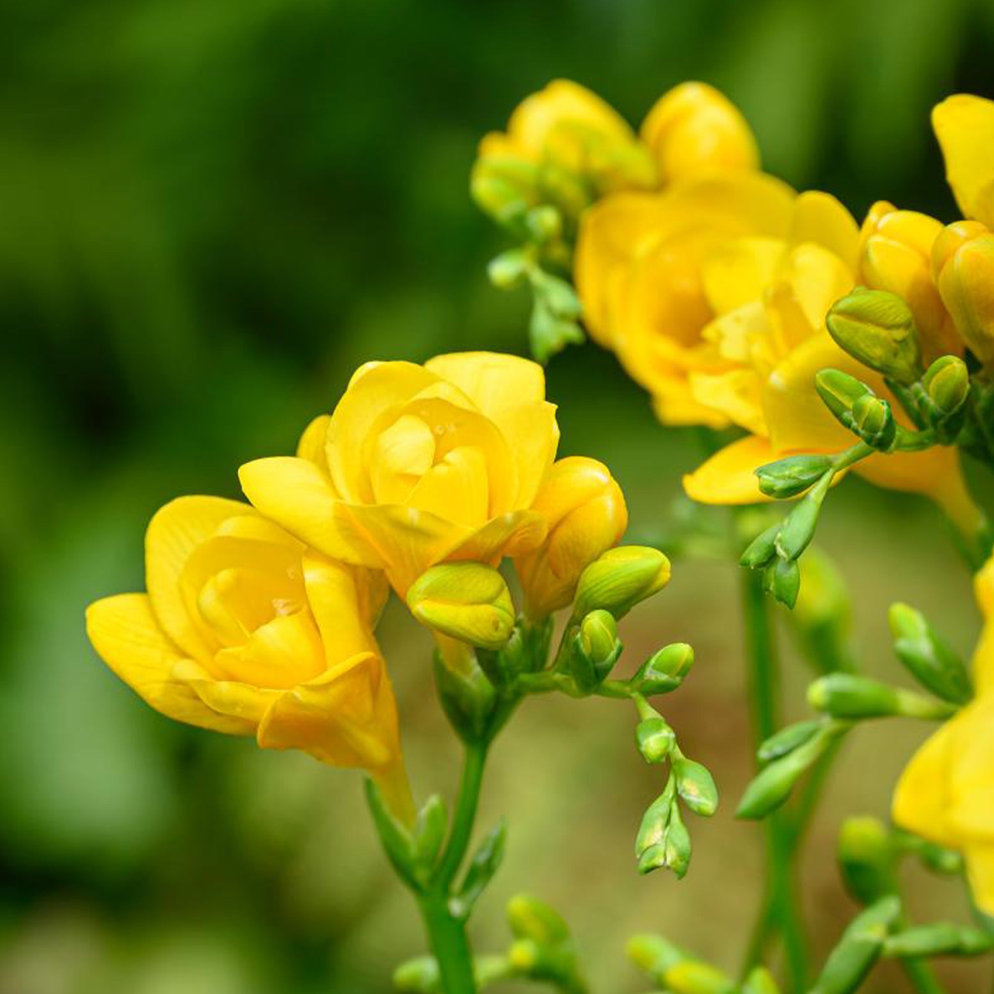Bakker Bulbes fleurs d'été mélange sachet 30 bulbes
