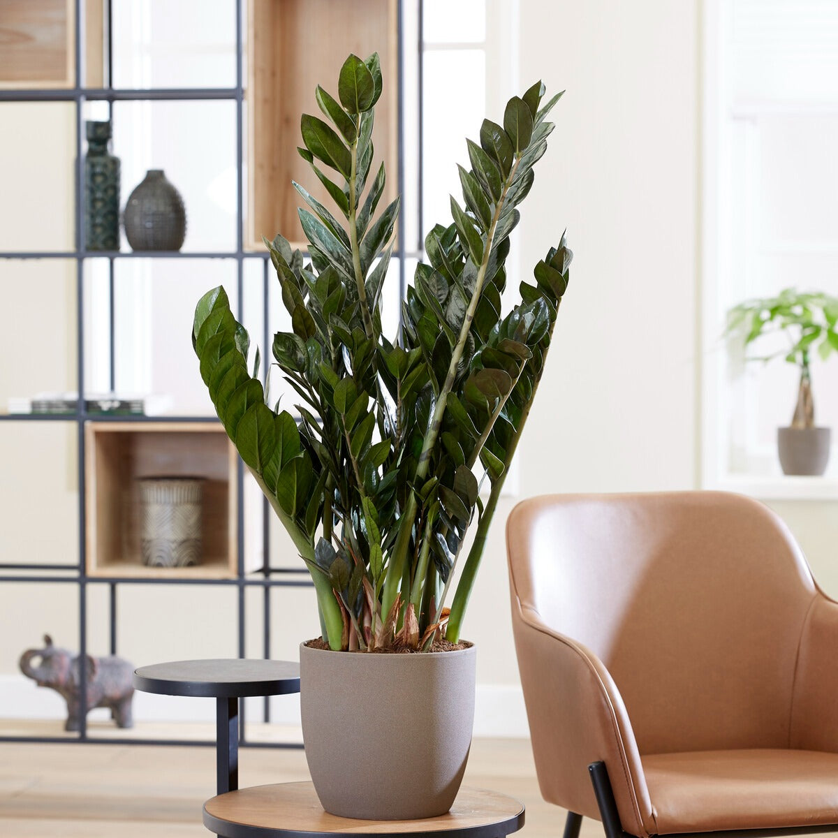 Bakker Zamioculcas plante verte pot 13cm 35cm facile