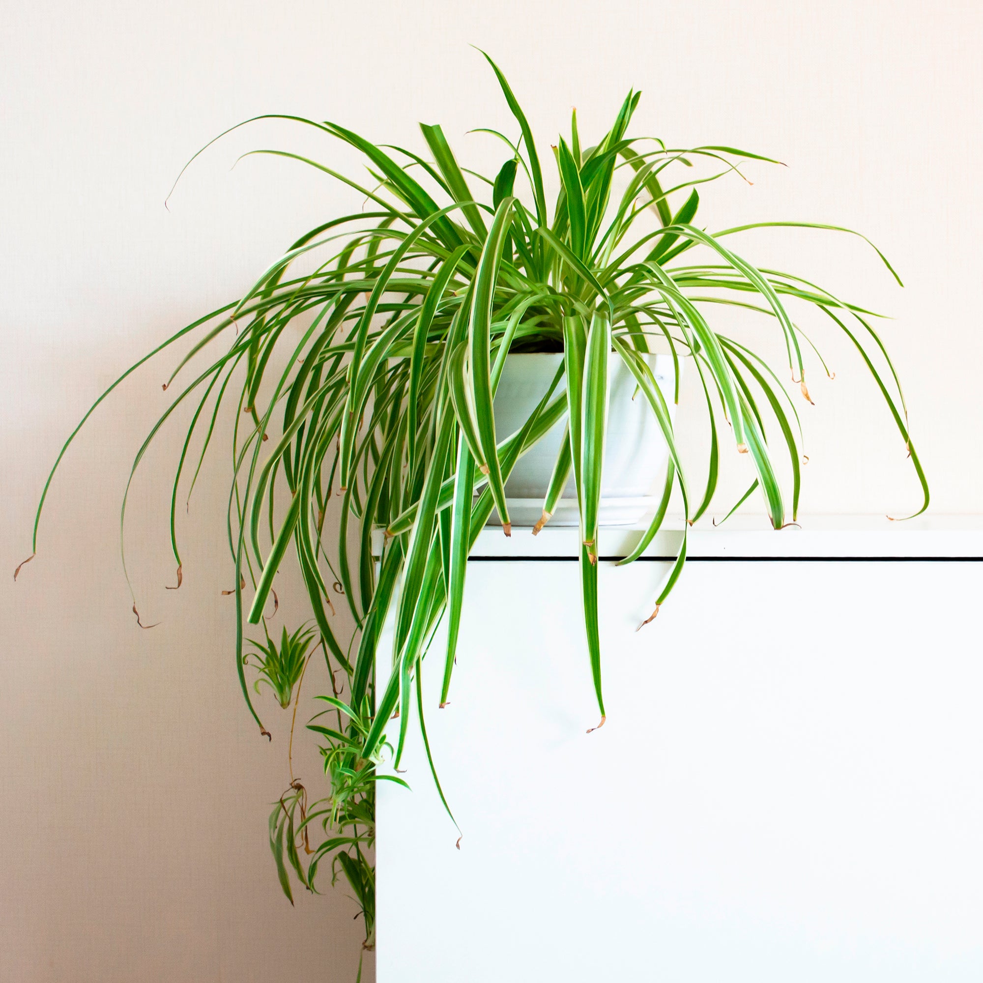 Bakker Plantes d'intérieur Chlorophytum Vittatum plante araignée pot 14cm