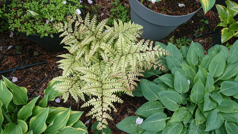 Passion Vivaces Fougère Okanum pot 1 litre persistante