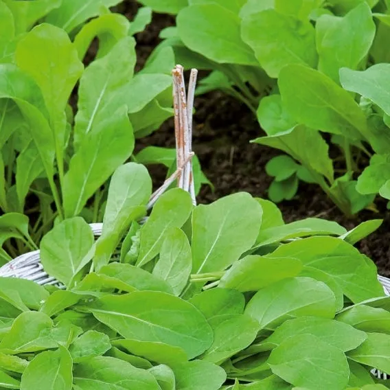 Bakker Roquette Pronto graines potagères sachet 2,5 g