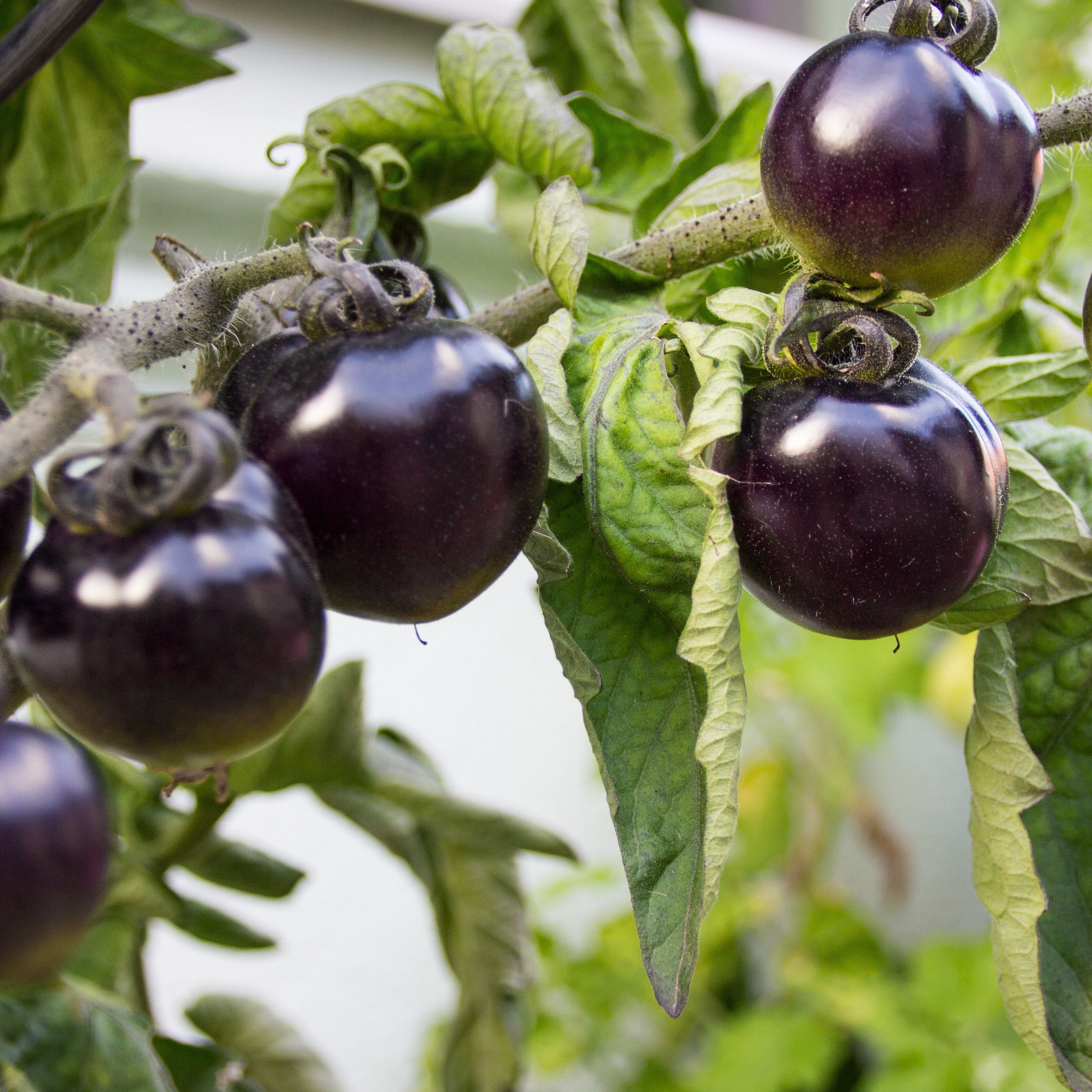 Bakker Potager et Graines Tomate cerise Tartufo plants 3 pots comestible
