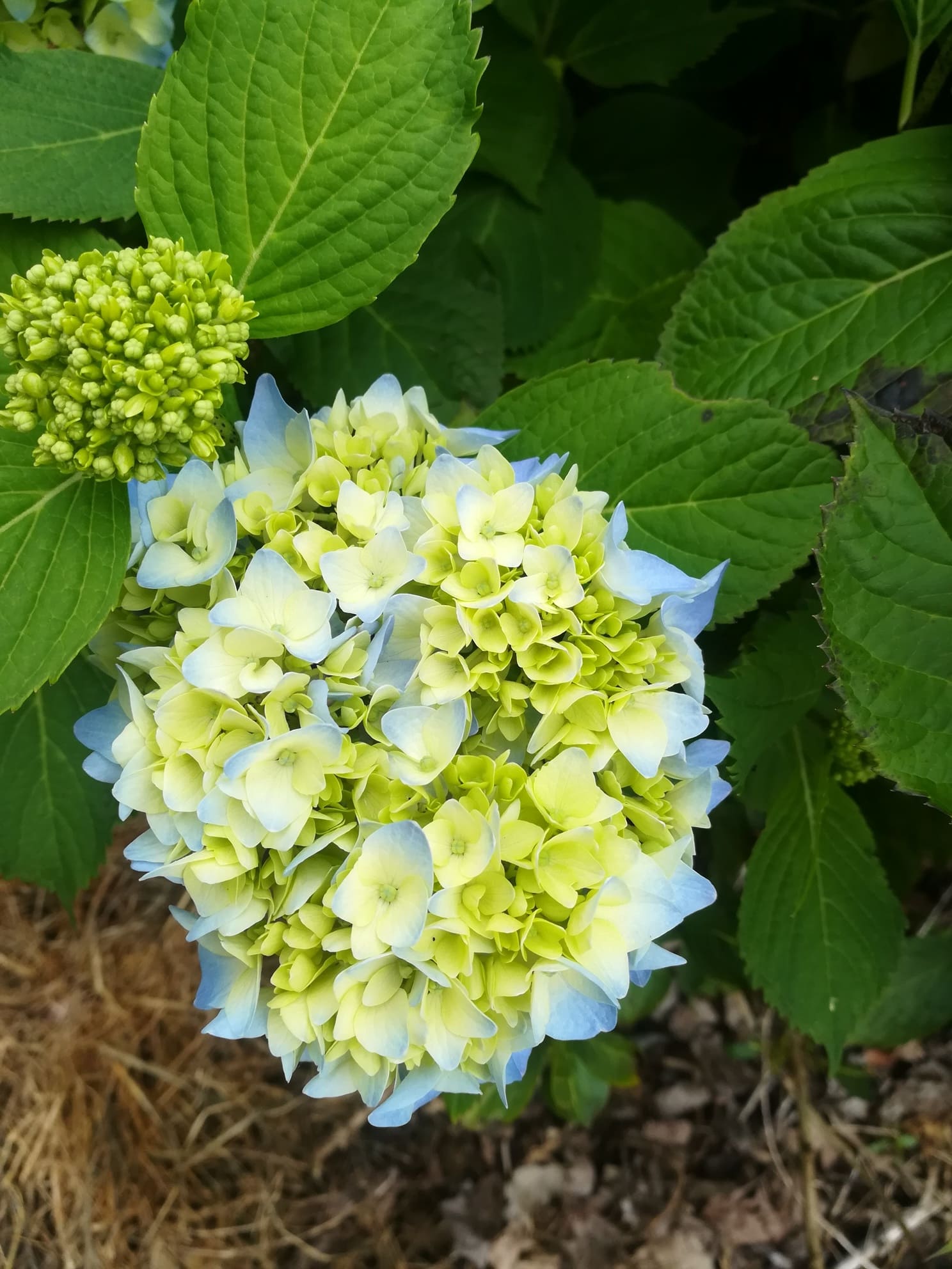 Les Hortensias du Haut Bois Semperflorens hortensia rondes godet