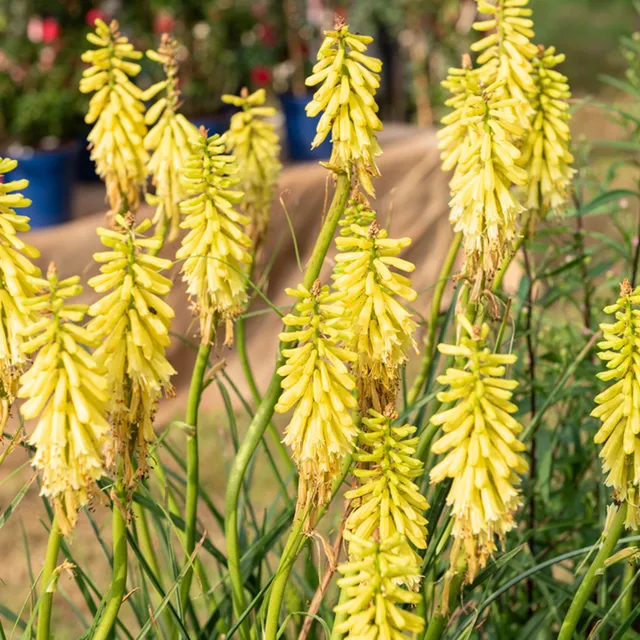 Bakker Tritoma Lemon Popsicle plante vivace jaune pot 9cm