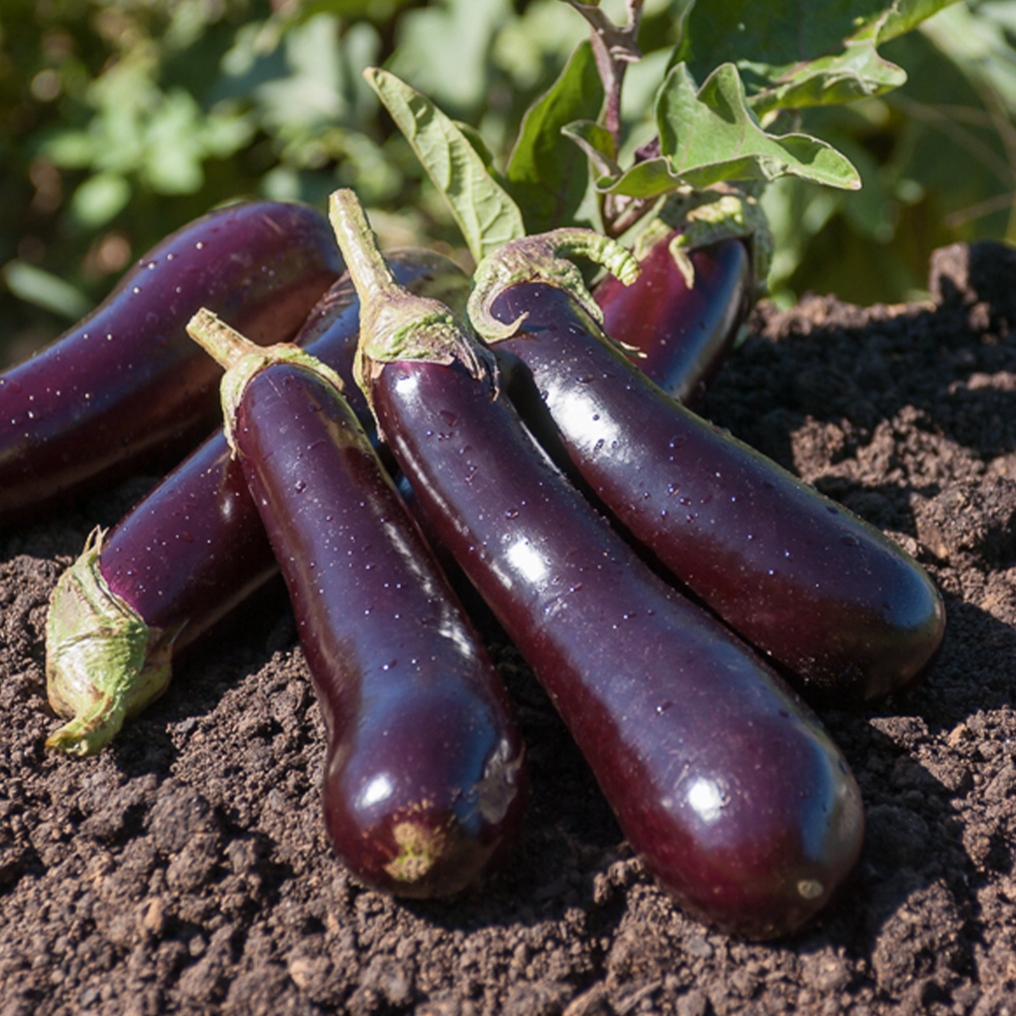Bakker Aubergine Violette de Barbentane graines sachet 2g