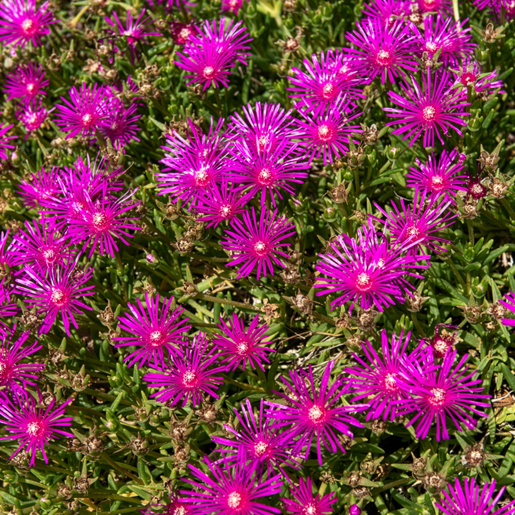 Bakker Delosperma de Cooper vivace fuchsia pot Ø 9cm