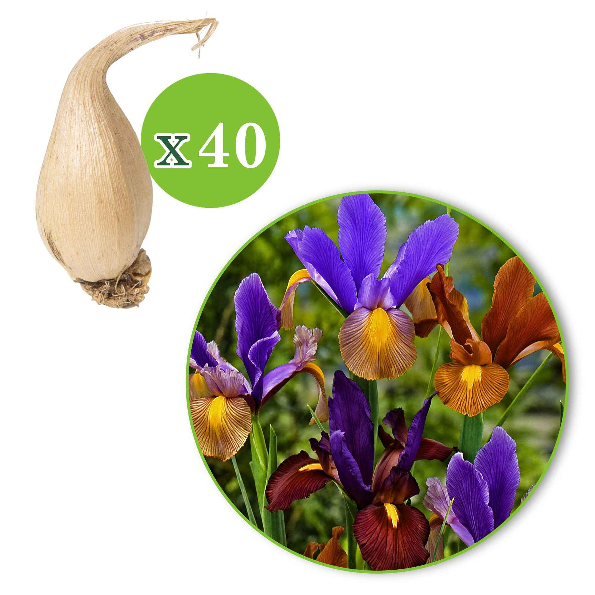 Bakker Iris Hollande Tiger bulbes sachet 40 veiné