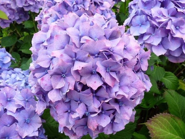Les Hortensias du Haut Bois Marechal Foch hortensia fleurs rondes