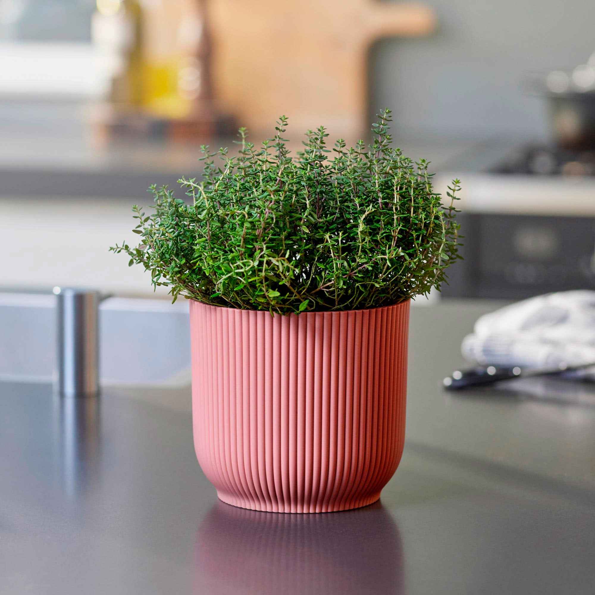 Bakker Thym commun d'hiver aromatique pot 9cm rustique