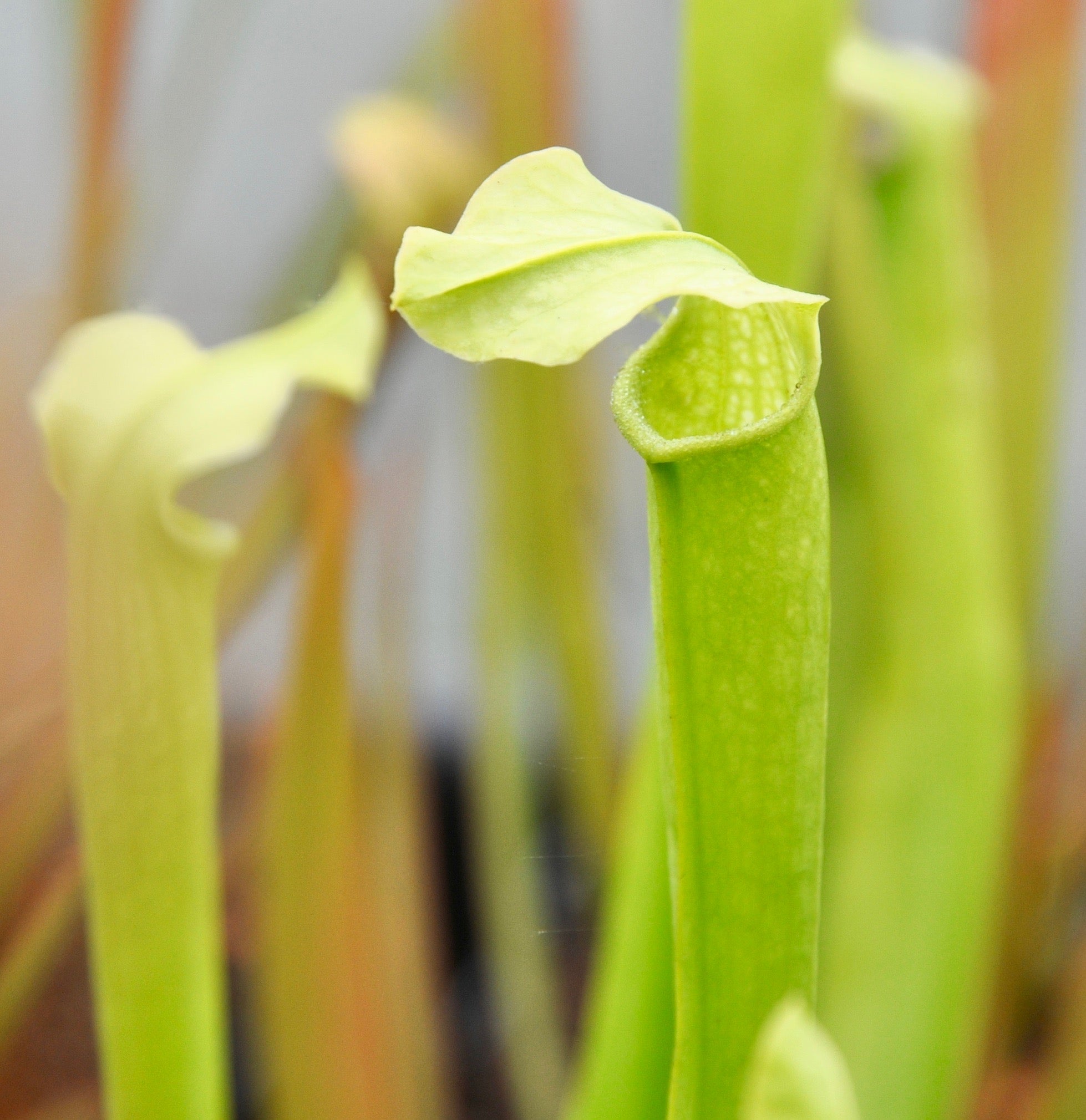 Carniflore Sarracenia rubra gulfensis luteoviridis plante 1 point