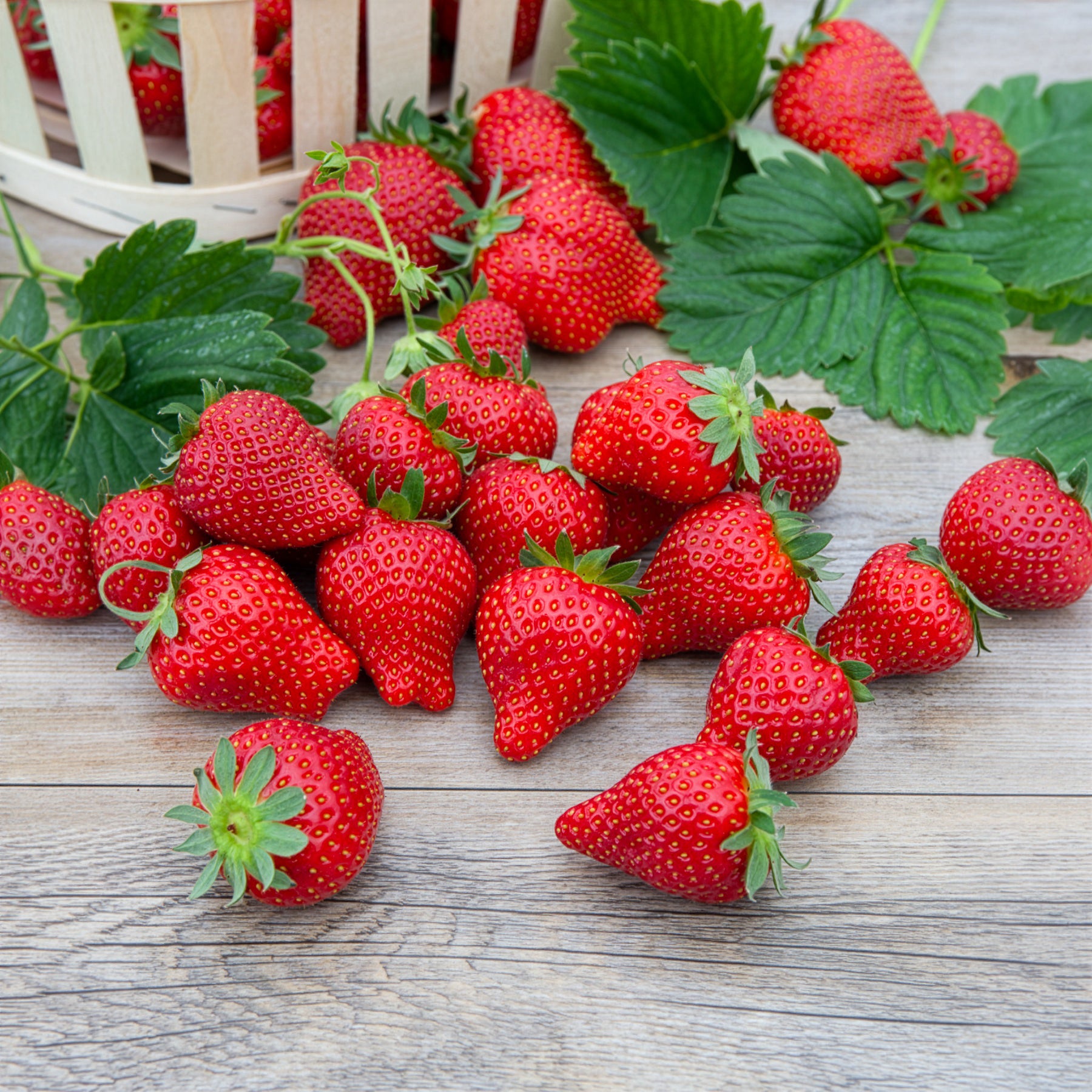 Bakker Fraisier Magnum plant paquet 20 racines nues gros fruit