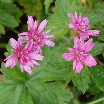 Passion Vivaces Geranium Thurstonianum vivace godet étoile