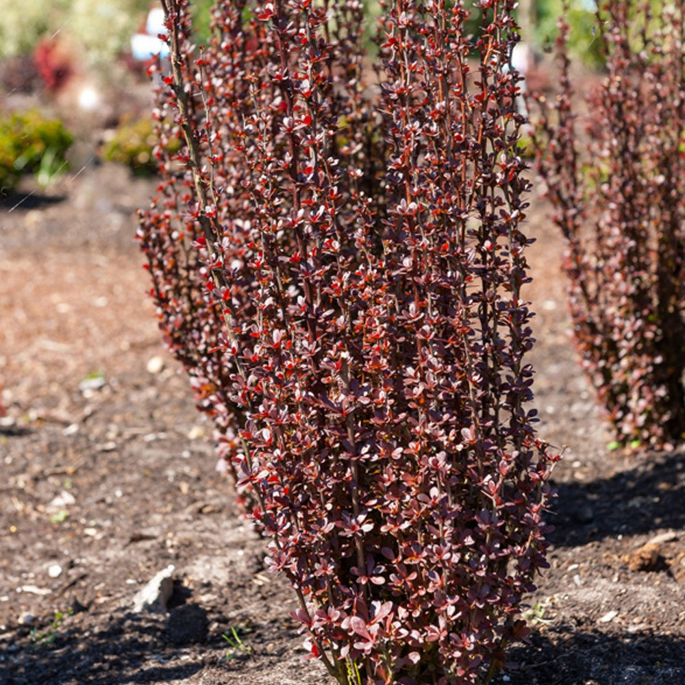 Bakker Helmond Pillar épine-vinette 3L rouge