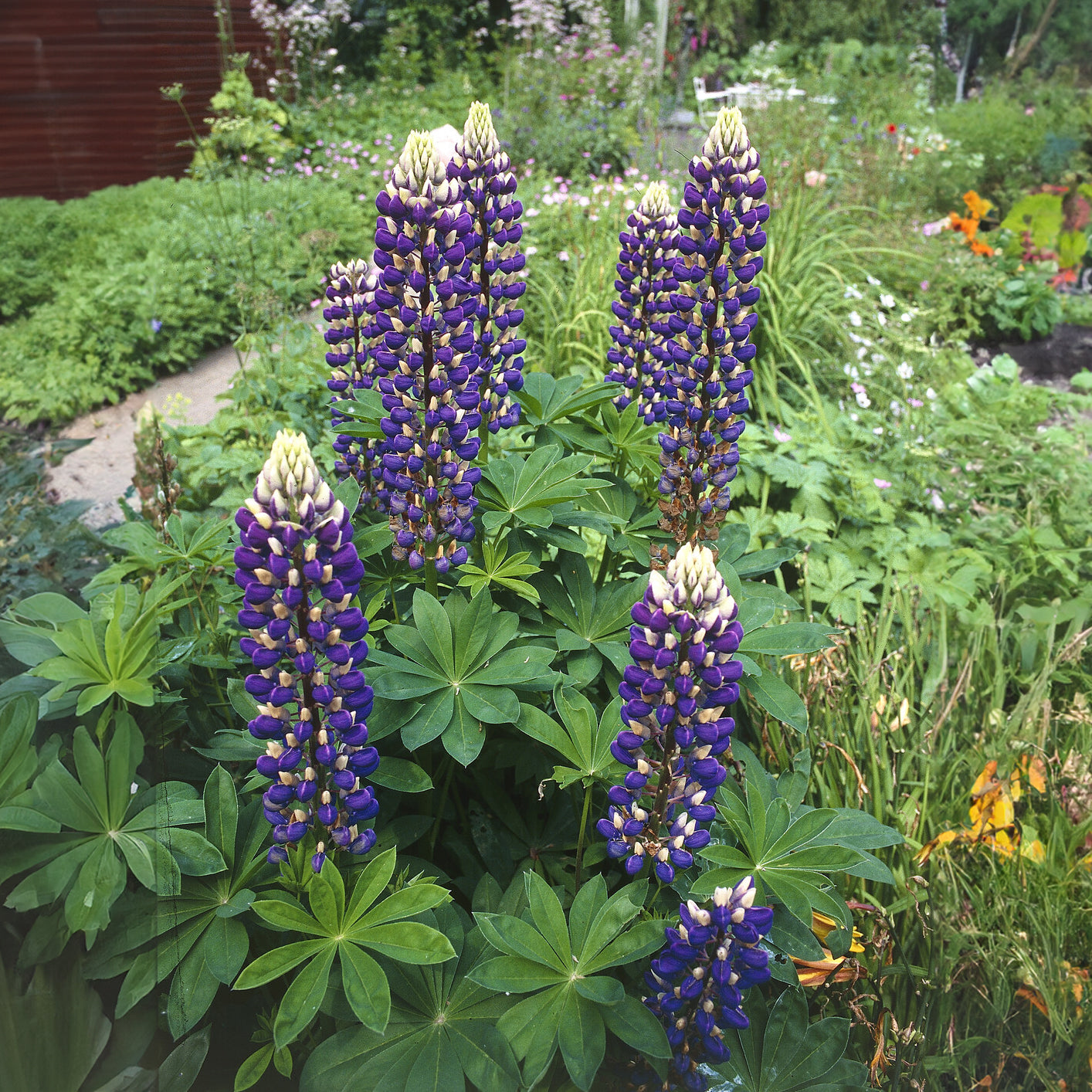 Bakker Lupin Le Gouverneur vivace pot 9cm bicolore bleu blanc