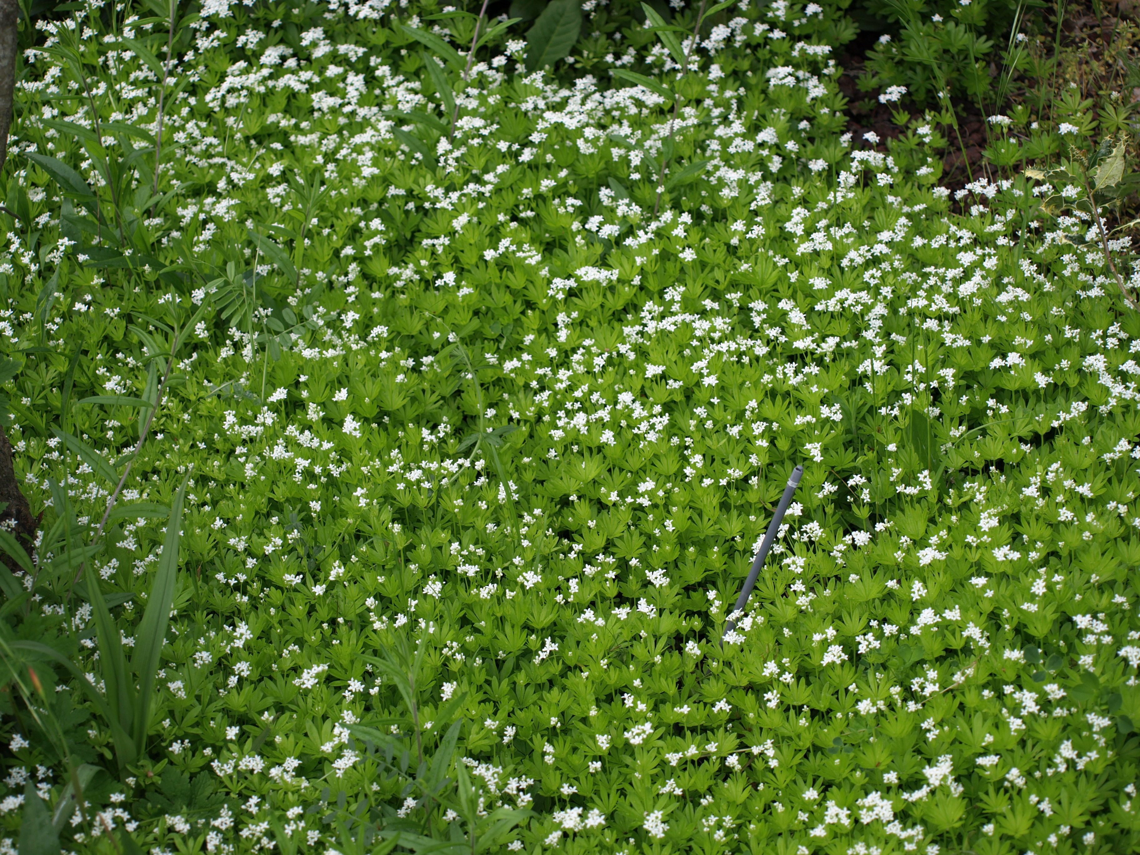 Passion Vivaces Asperula odorata aspérule odorante godet ombre