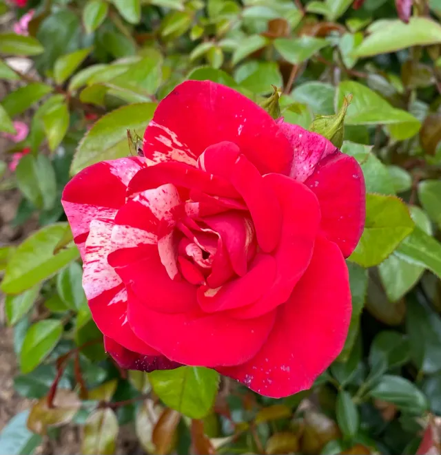 Michel Adam Thomas Coville Adalegstri rosier buisson rouge