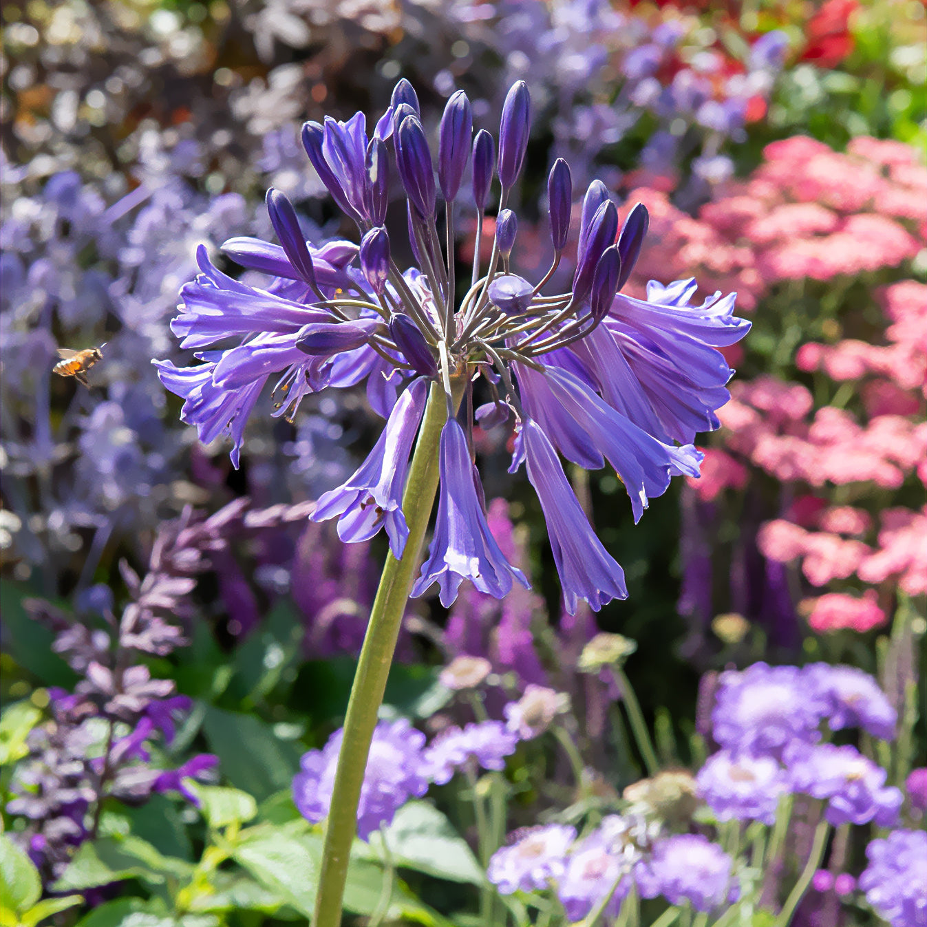Bakker Agapanthe Black Pantha plante vivace pot 9 cm violet